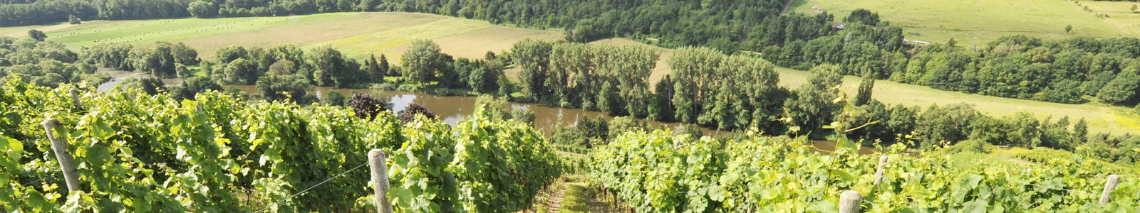 Blick von Weinbergen aus in eine Landschaft mit Fluss ©DLR